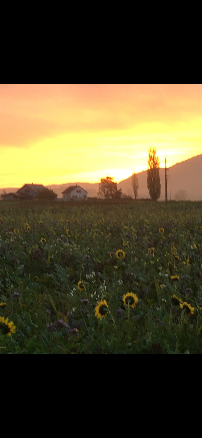 Stanza in un appartamento condiviso