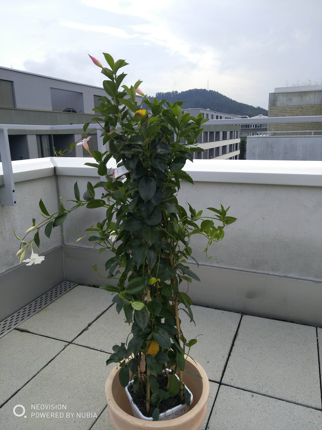 Appartamento di 3 ½ locali, foto 2 di 8