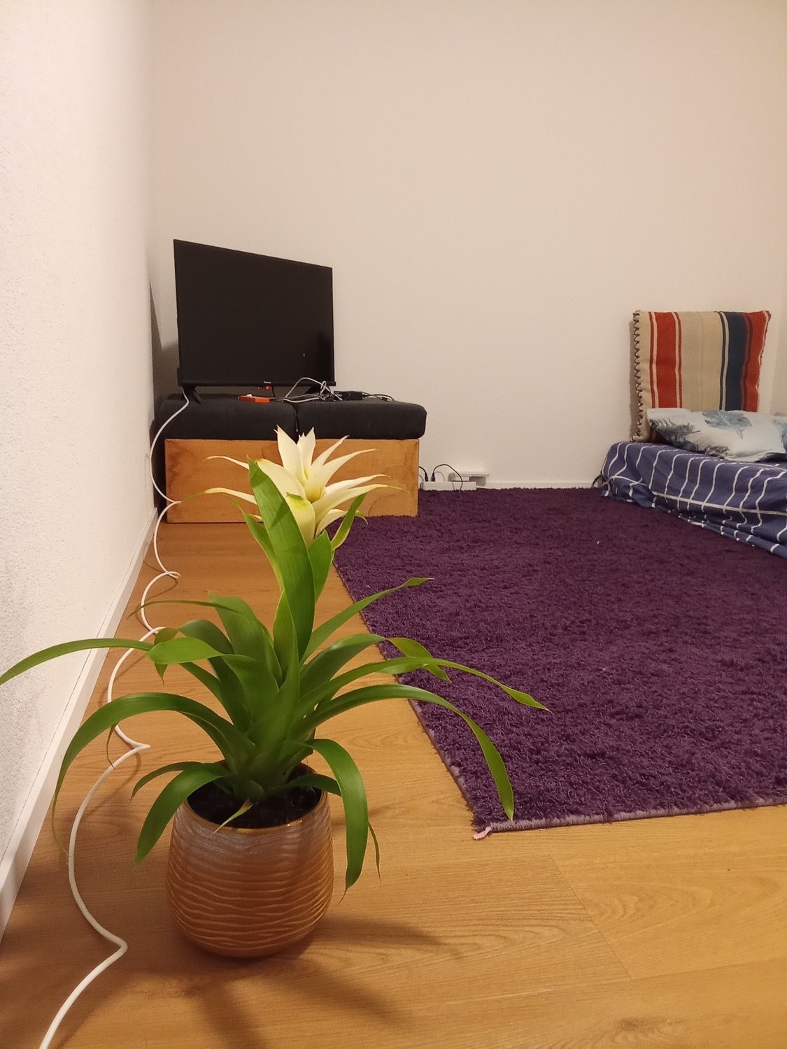 appartamento arredato di 2 ½ locali, foto 2 di 10